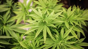 X-Reaktionen zur Cannabis-Legalisierung: „Kommen bald Niederländer zum Kiffen nach Deutschland?“